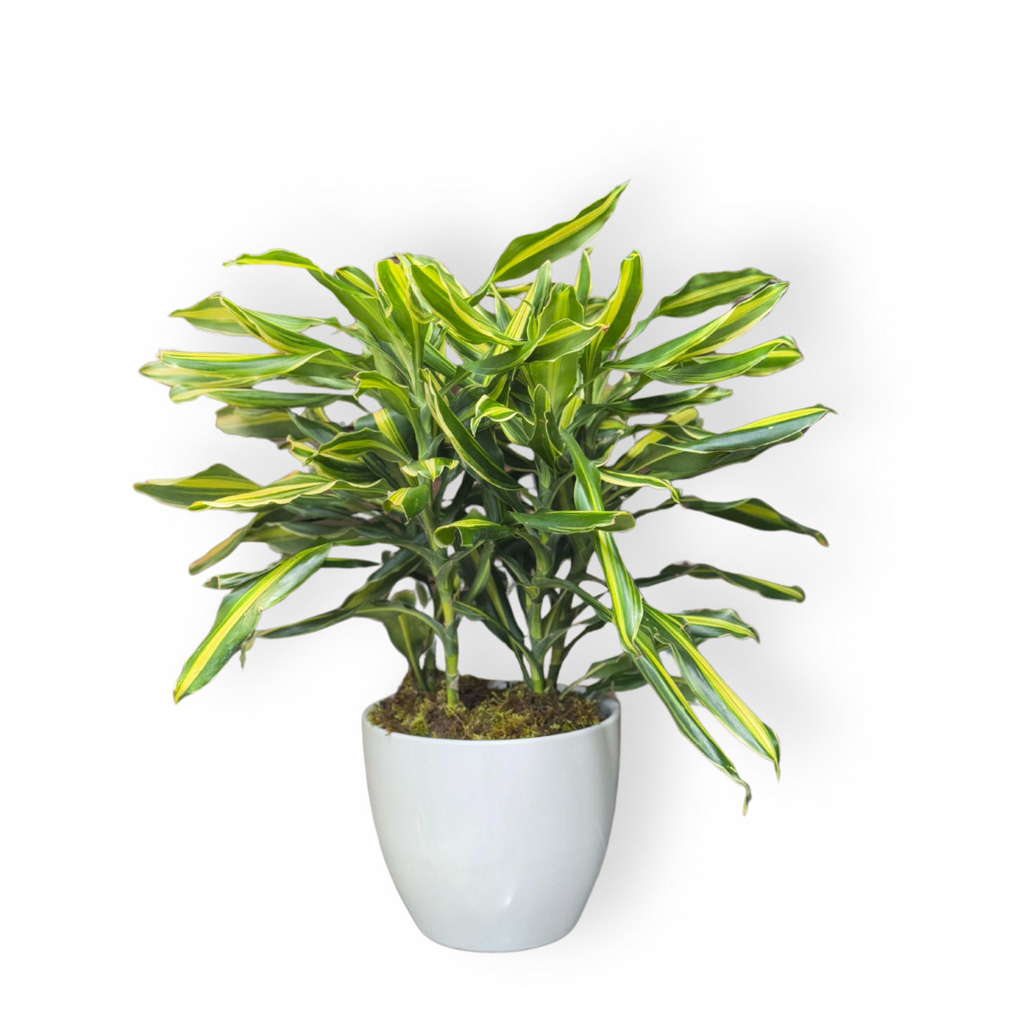 Dracaena Lemon