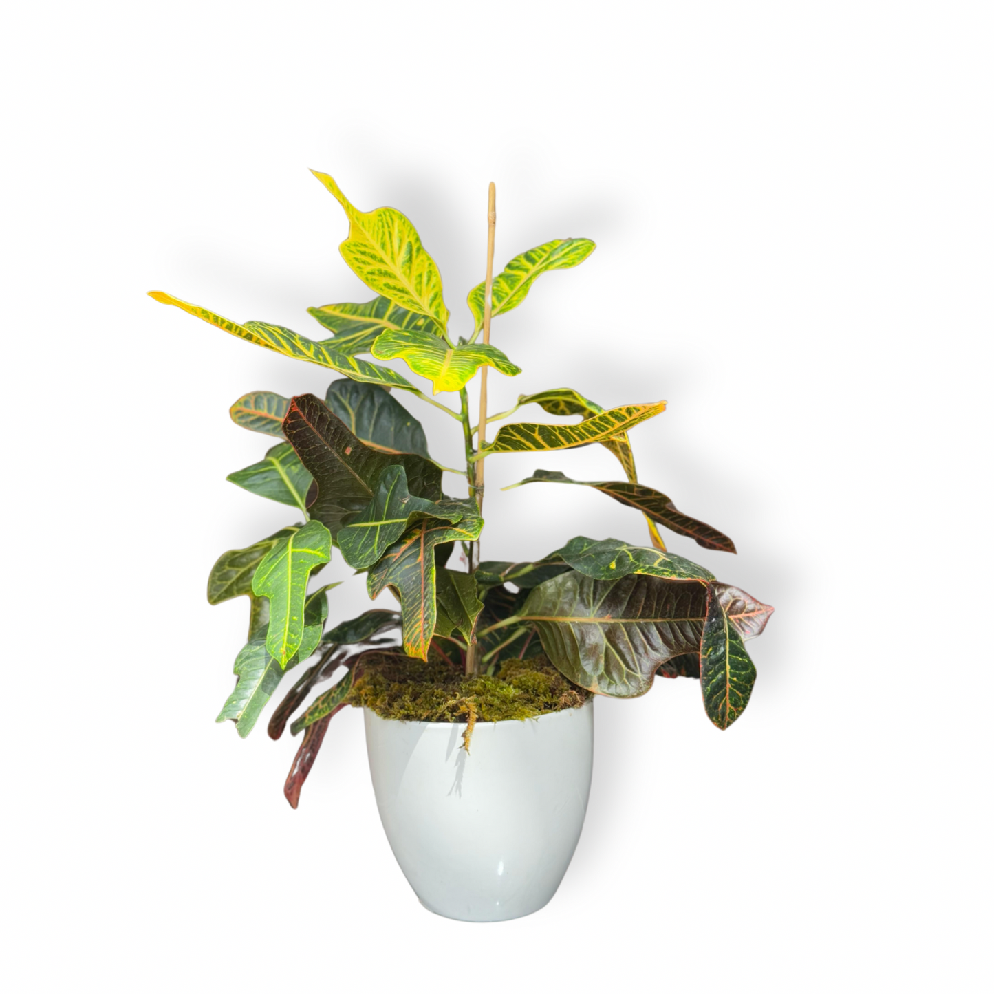 Croton