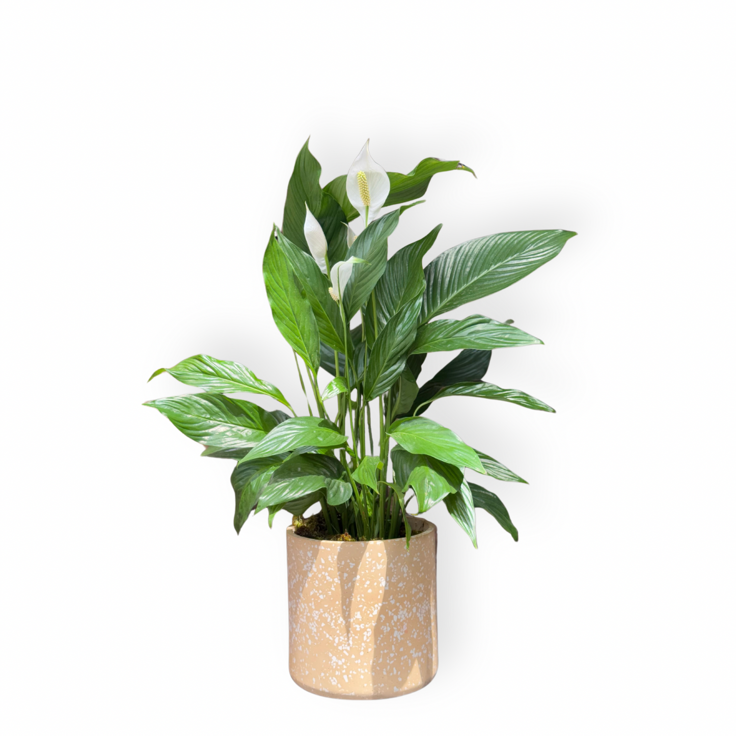 Spathiphyllum kochii