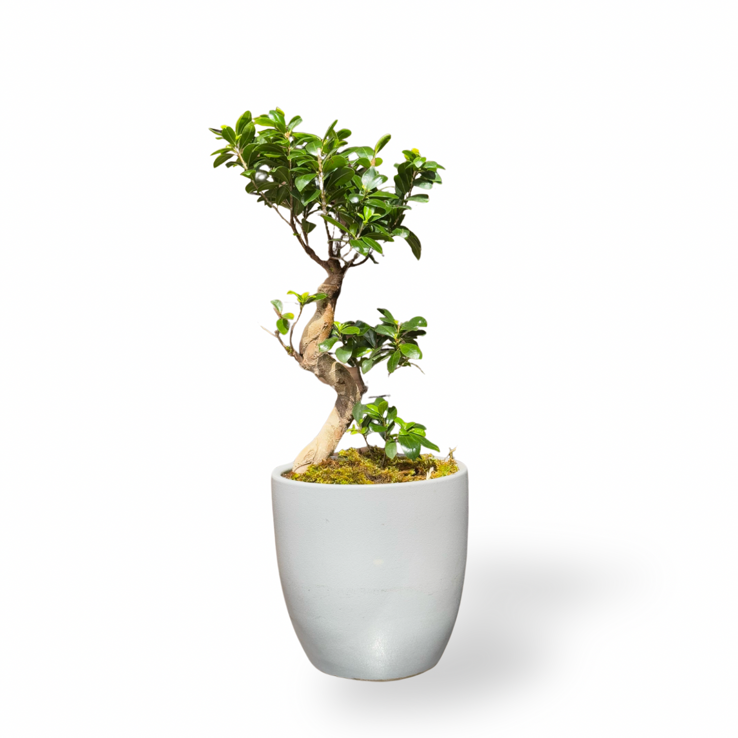 Peaceful Bonsai