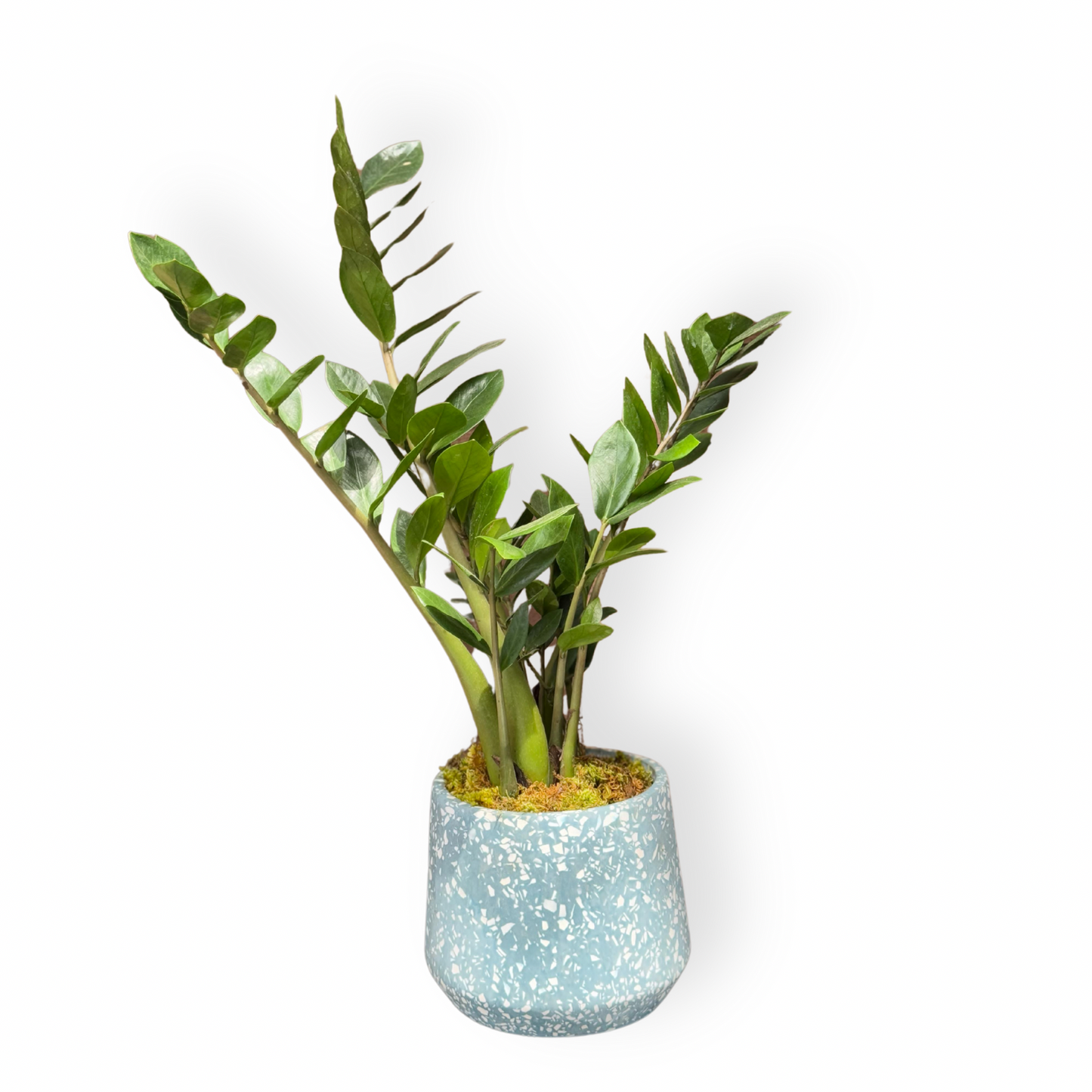Zamioculcas
