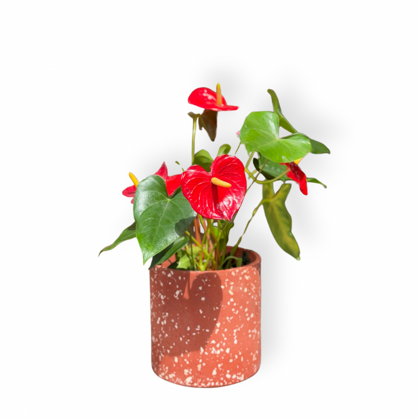 Anthurium Andraenum