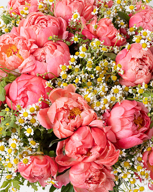 Peonies