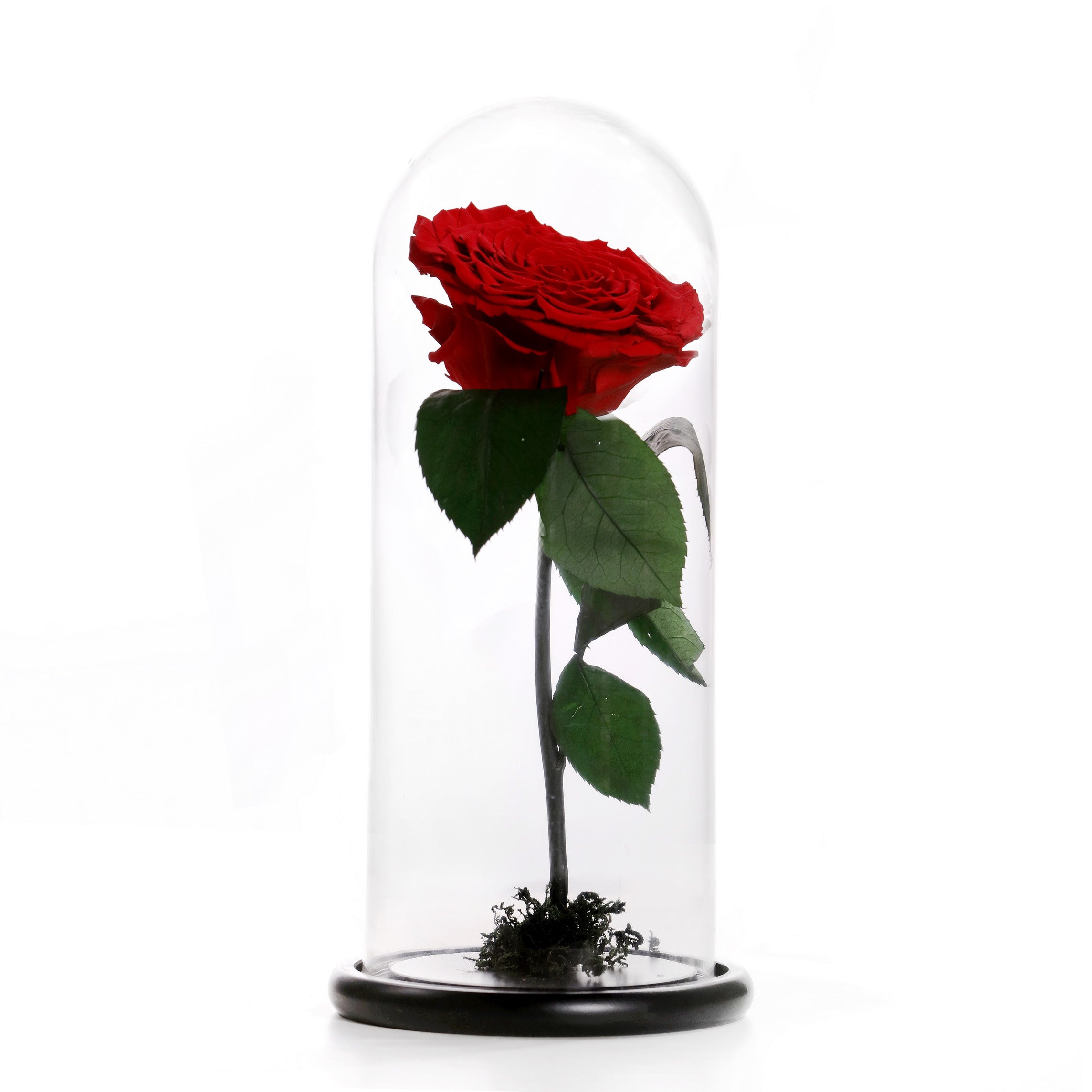 Eternal rose – TWIST.LB