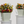 Pop Fleur Colorburst