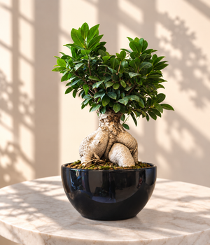 Ginseng Ficus Bonsai