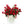 Pop Fleur Roses