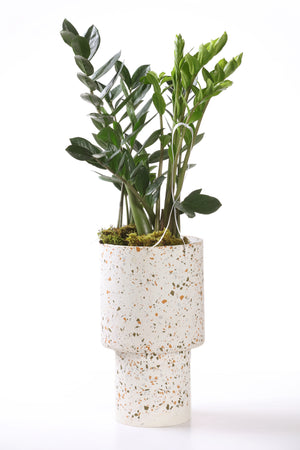 Zamioculcas