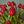 Blessed tulips box