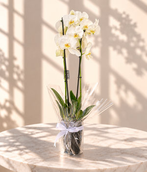 White Phalaenopsis Orchid
