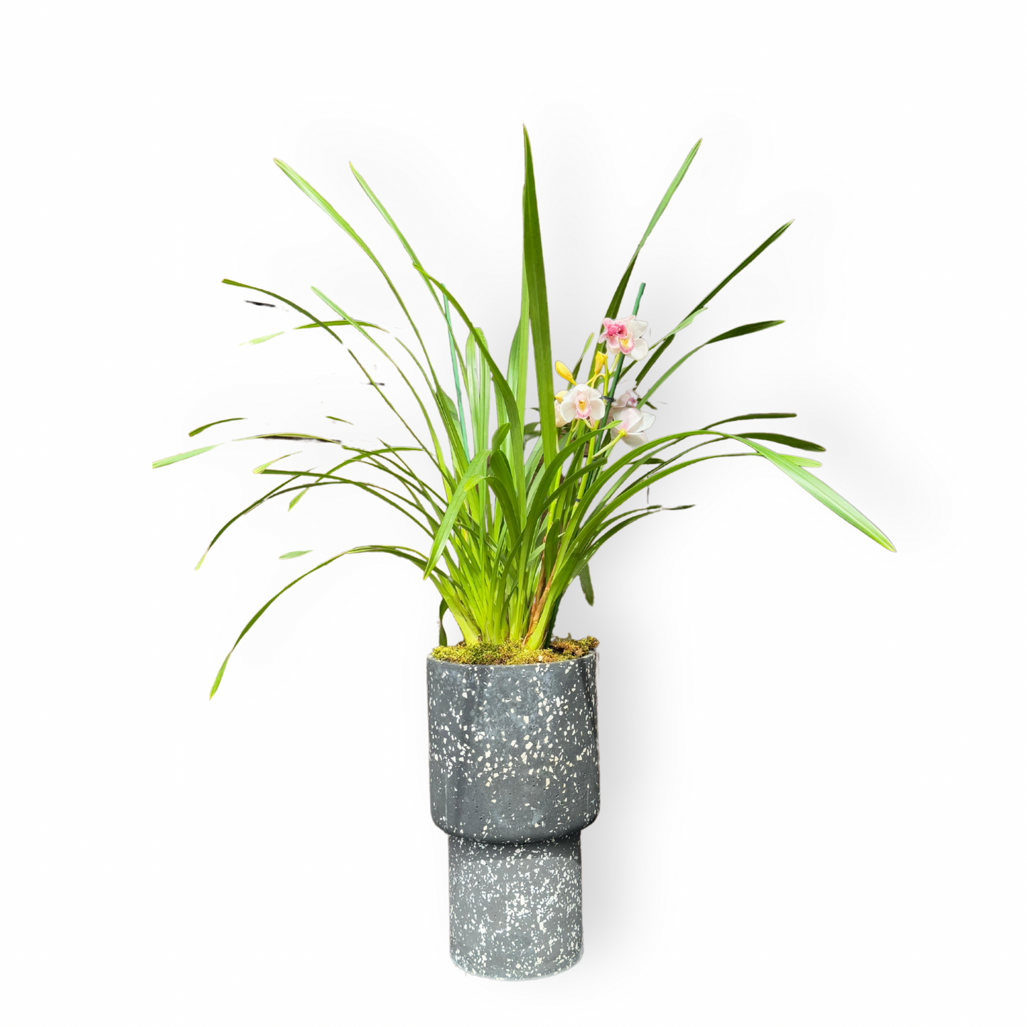 Cymbidium floribundum