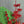 Crhistmas green box