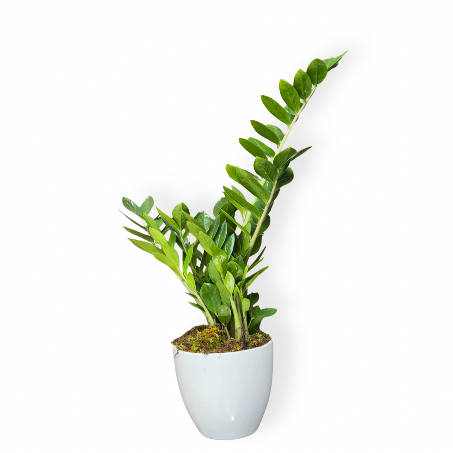 Zamioculcas