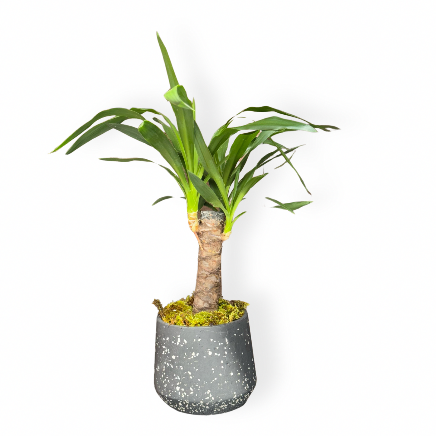 Yucca