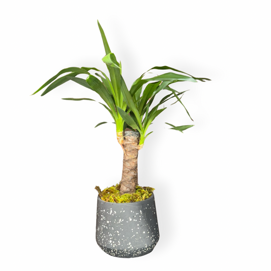Yucca