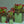 Blessed tulips box