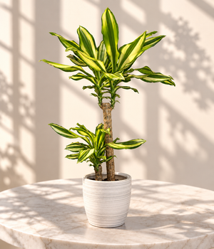 Dracaena Lemon Lime