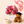 Pink Celebration Bundle