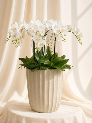 White Orchid Grace