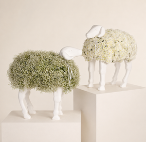 twist sheep