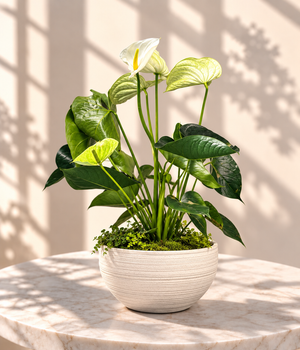 White Anthurium