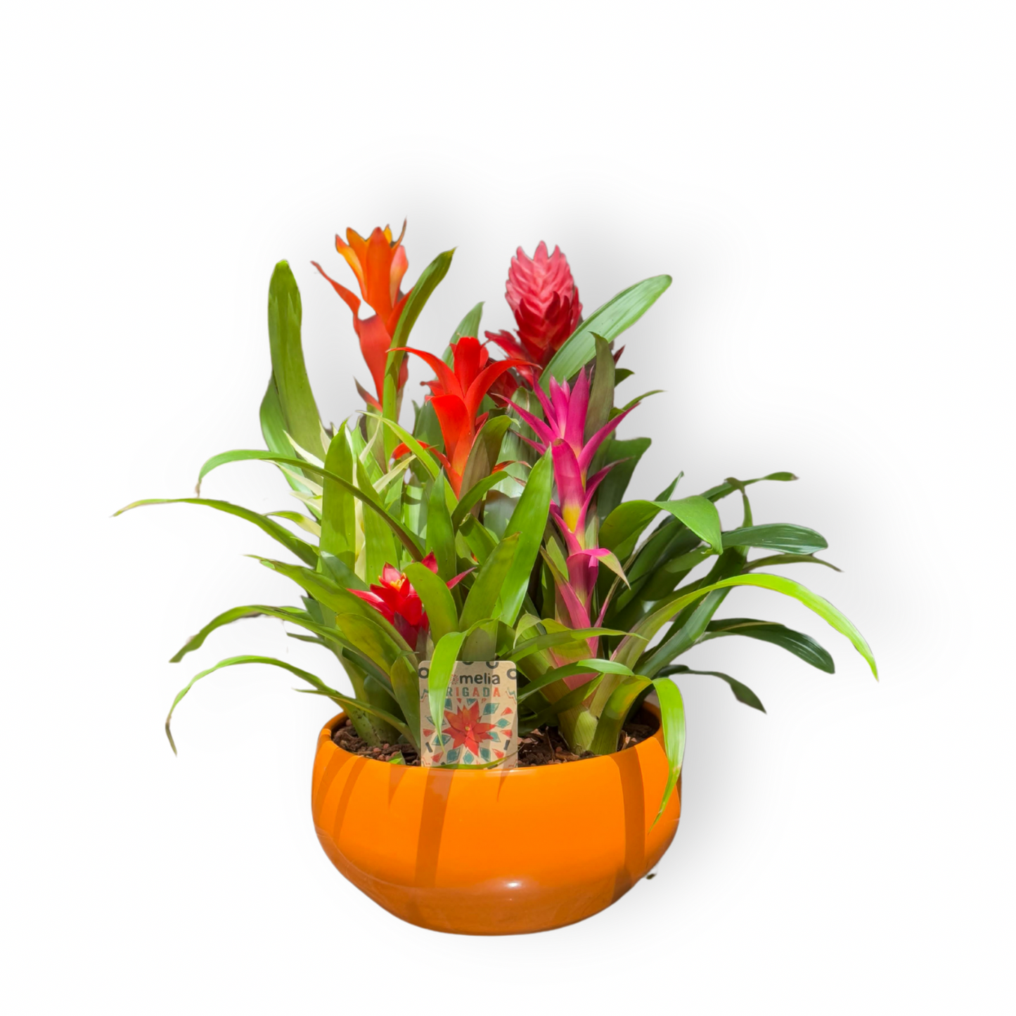 Guzmania