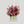Pop Fleur Symphony