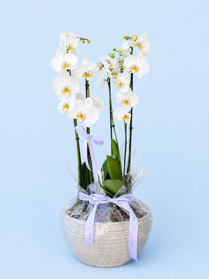 Double Orchid Elegance