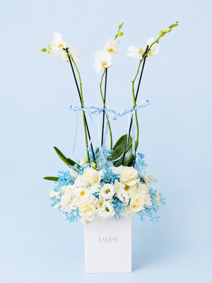 Blue Orchid Elegance