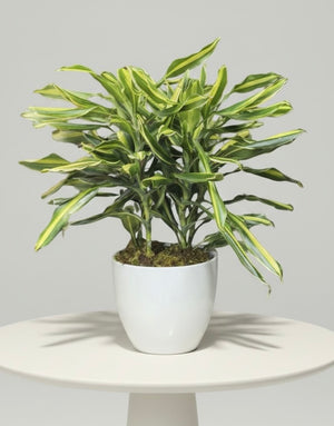 Dracaena Lemon