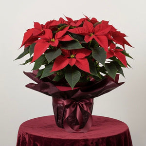 Poinsettia Plant