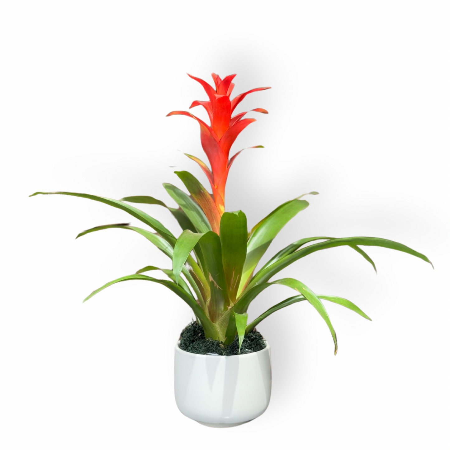 Guzmania