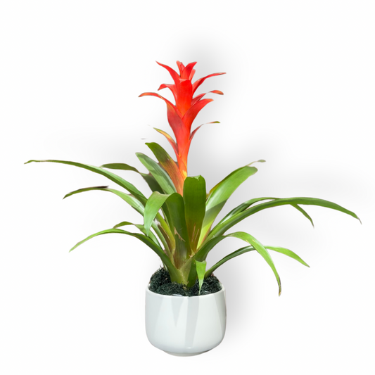 Guzmania