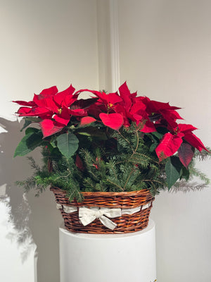 Poinsettia Basket