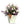 Pop Fleur Exotic