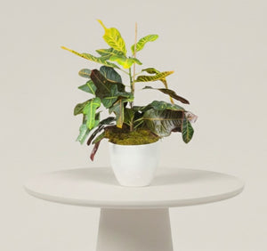 Croton