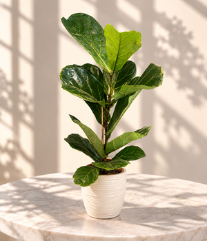 Fiddle Leaf Fig
