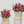 Pop Fleur Symphony