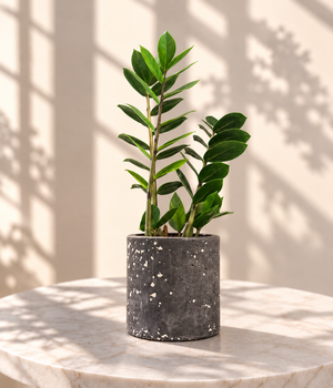 ZZ Plant
