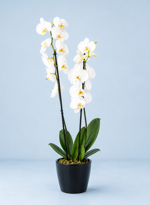 Dad’s Orchid Grace