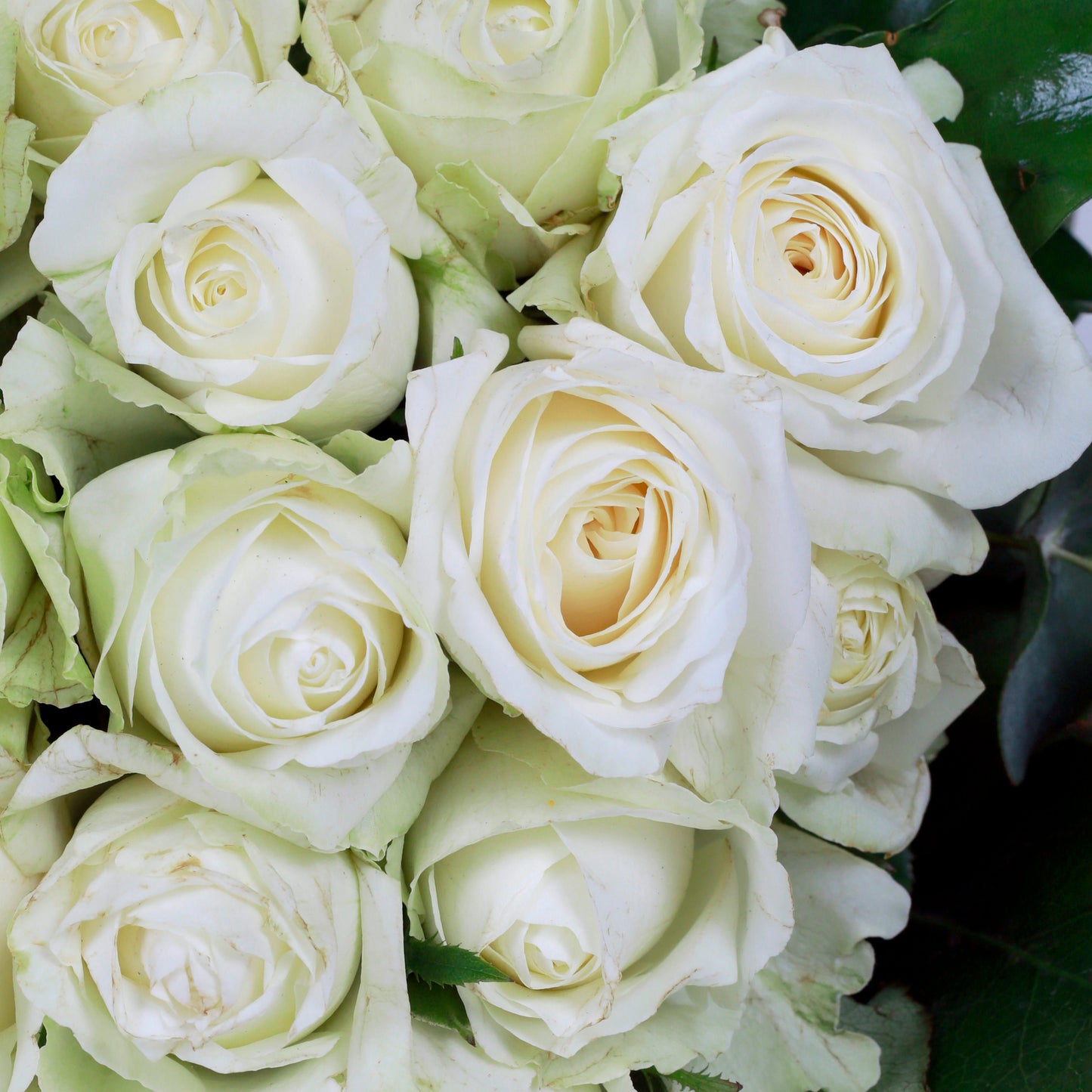 Roses Hand bouquet