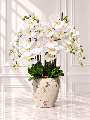 Orchid in Vase