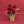 Noel Roses
