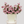 Pop Fleur Rosé