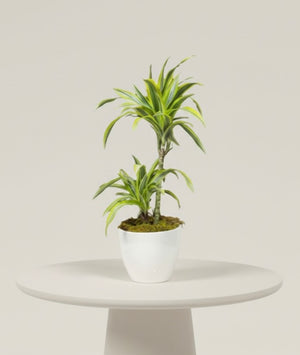 Dracaena