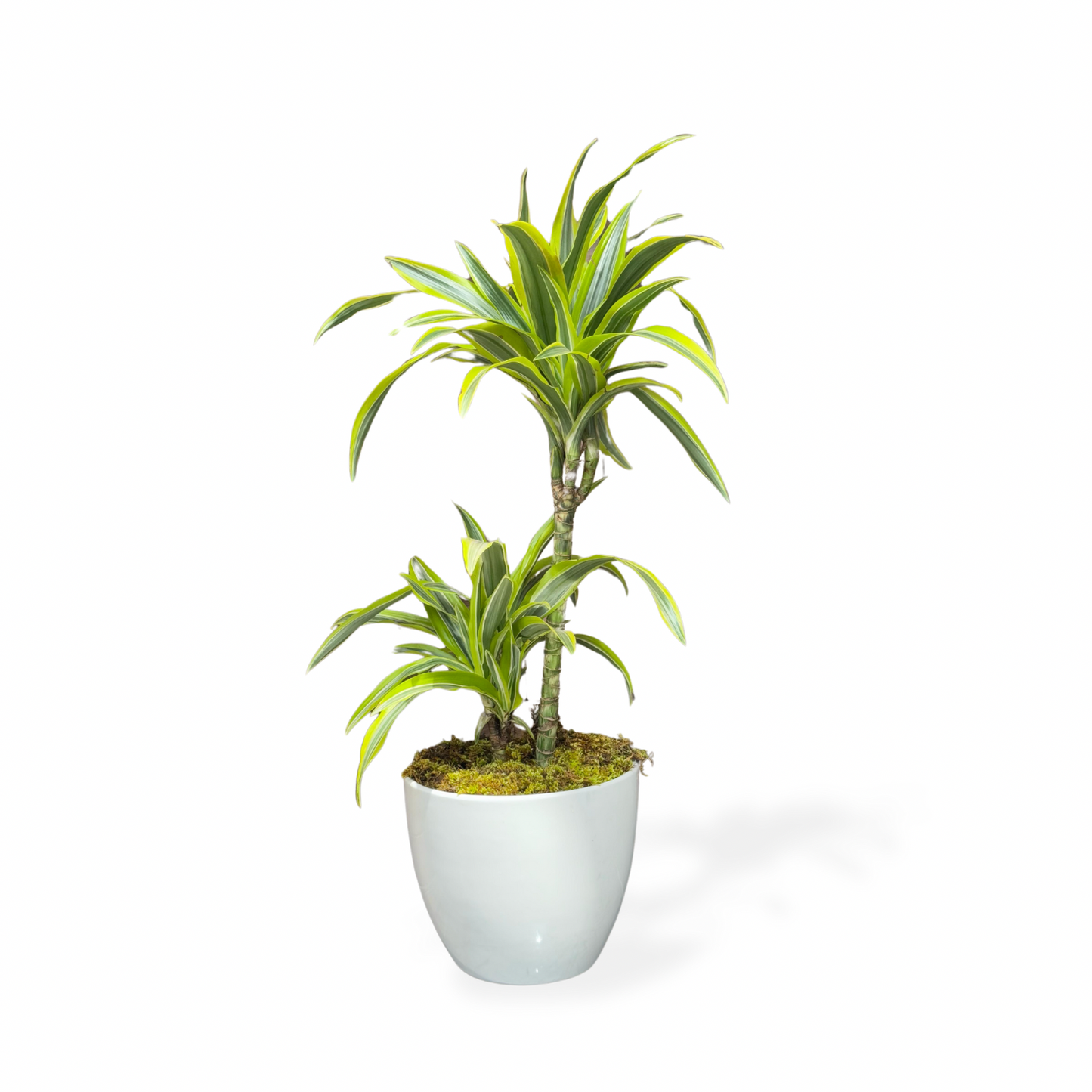 Dracaena