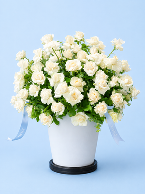 120 White Roses