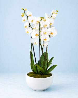 Dad’s Orchid Elegance