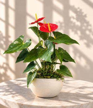 Red Anthurium