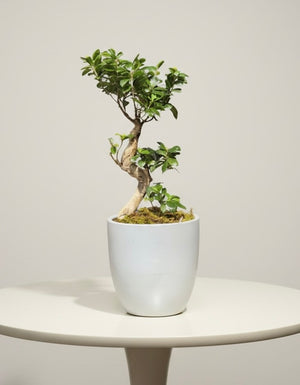 Peaceful Bonsai